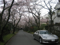 sakura.bmp